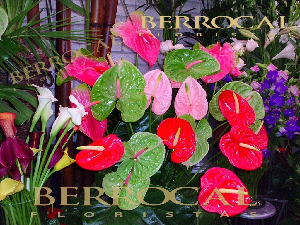 Florist in Marbella Flowers shop Berrocal Buy flowers delivery in Marbella