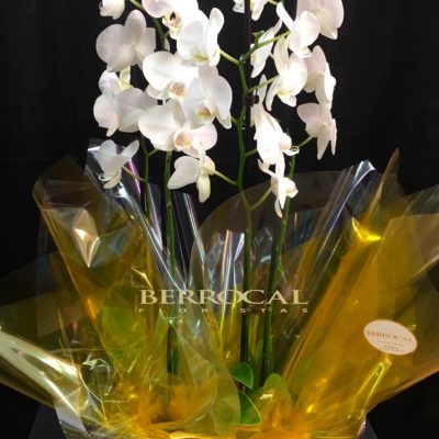 Arreglo de 2 plantas de Orquídeas phalaenopsis blancas. En base de cerámica.