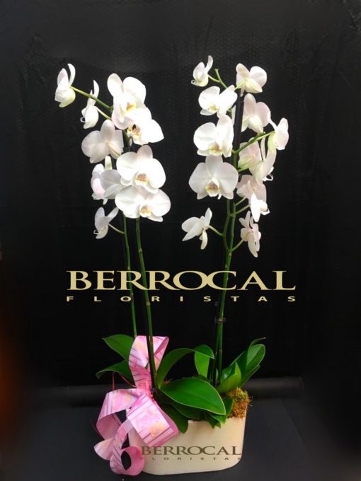2 Plantas de Orquídea Phalaenopsis blancas, en base de cerámica.