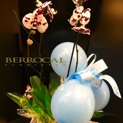 Planta de Orquídea Phalaenopsis bicolor. En cerámica. Con globos nacimiento bebé.