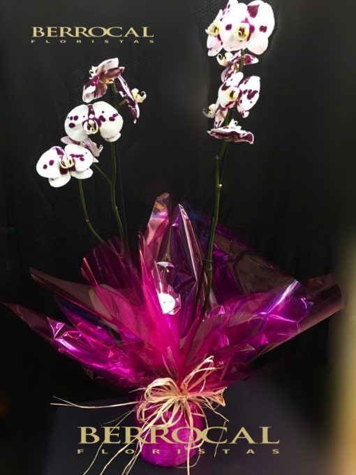 Planta de Orquídea Phalaenopsis Bucolor. En base de cerámica.