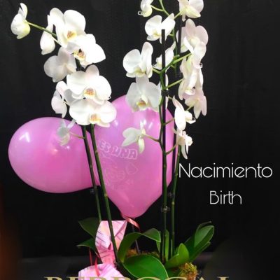 2 Plantas de Orquídea Phalaenopsis blancas, en base de cerámica. Con globos nacimiento bebé.