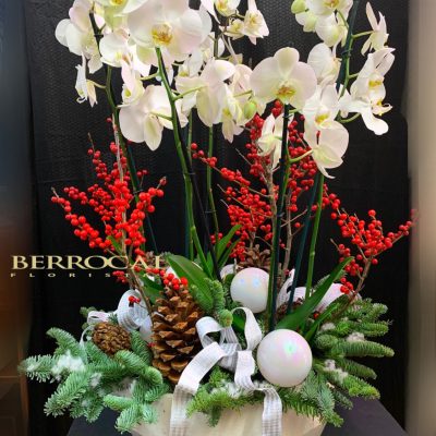 Arreglo Navidad con Orquídeas. Plantas de Phalaenopsis, abeto, piñas y decoración navideña. En recipiente de cerámica.